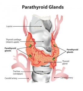 Hyperparathyroidism and Weight Loss Surgery