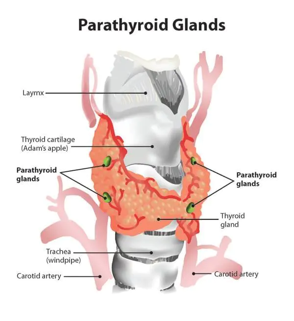 Hyperparathyroidism and Weight Loss Surgery Hyperparathyroidism and Weight Loss Surgery