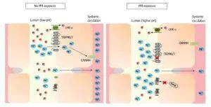PPI's inhibitory effect on Magnesium absorption