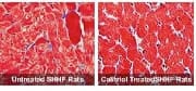 heart-muscle-cells-in-rats