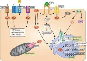 Magnesium's cellular activity