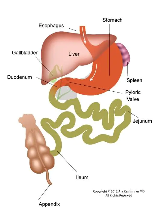 Before-Normal Anatomy Compared to Duodenal Switch