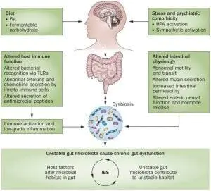 Effect of dysbiosis on the body.