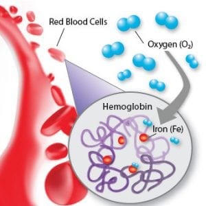 Iron Red Blood Cells