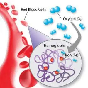 hemoglobin-s1-what-is-hemoglobin Iron Red Blood Cells