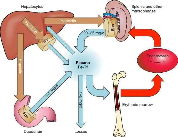 iron-regulation Iron regulation