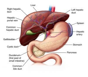 Diagram of liver and adjacent organs.