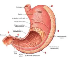 stomach-diagram Structures of the Stomach