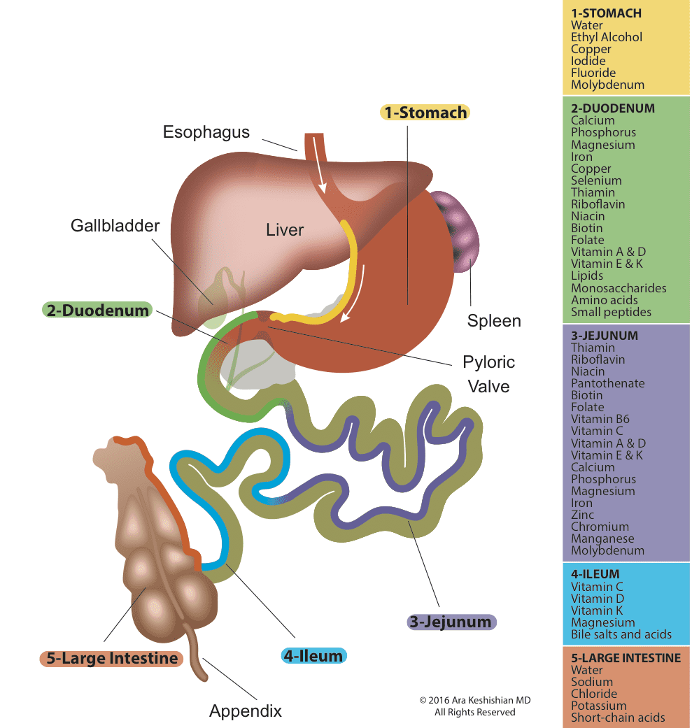[DIAGRAM] Diagram Of Small Intestine - MYDIAGRAM.ONLINE