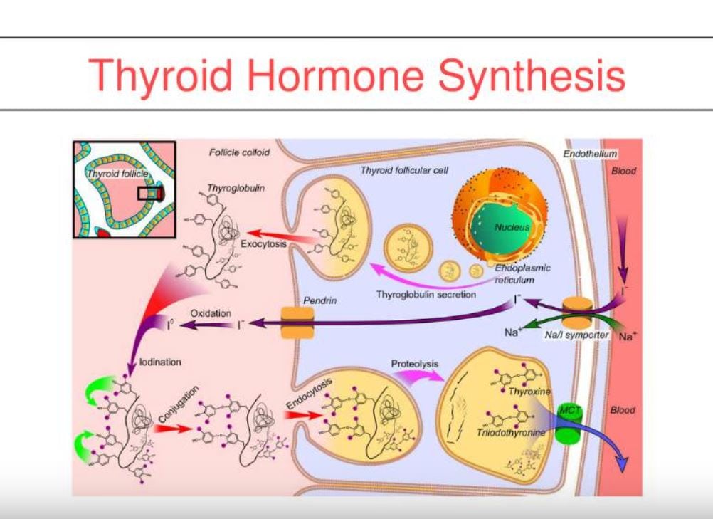 Webinar, September 2016 - Thyroid and Vitamin D