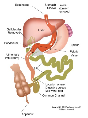 ds-anatomy ds anatomy