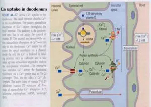 Ca-duodenum-300x212 calcium metabolism