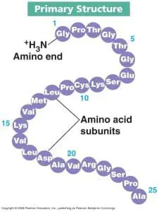 Protein_-_Primary_Structure1-226x300 Protein_-_Primary_Structure