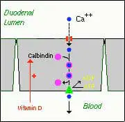absorption-of-minerals-and-metals-01 absorption-of-minerals-and-metals-01