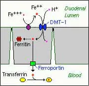 absorption-of-minerals-and-metals-02 absorption-of-minerals-and-metals-02
