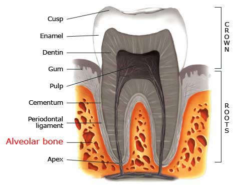 alveolar-bone