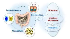 gut-biome
