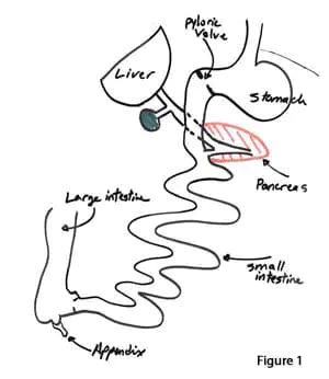 length-of-small-bowel-01 length-of-small-bowel-01