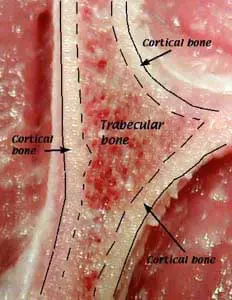 normal-bone-anatomy-01 normal-bone-anatomy-01