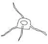 normal-bone-anatomy-07 normal-bone-anatomy-07