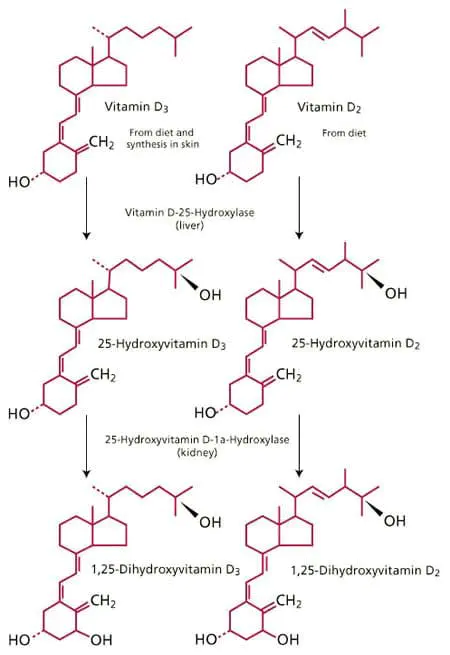 vitamin-d-1 vitamin-d