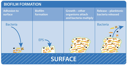 Biofilm formation Biofilm formation
